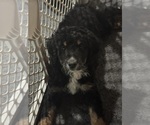 Small #1 Aussiedoodle-Bernedoodle Mix