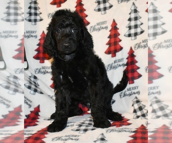 Medium Photo #4 Poodle (Standard) Puppy For Sale in ASPERMONT, TX, USA