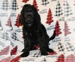 Small Photo #4 Poodle (Standard) Puppy For Sale in ASPERMONT, TX, USA