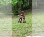Small Photo #31 Poodle (Standard) Puppy For Sale in MOORESVILLE, NC, USA