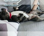 Small #12 American Pit Bull Terrier Mix