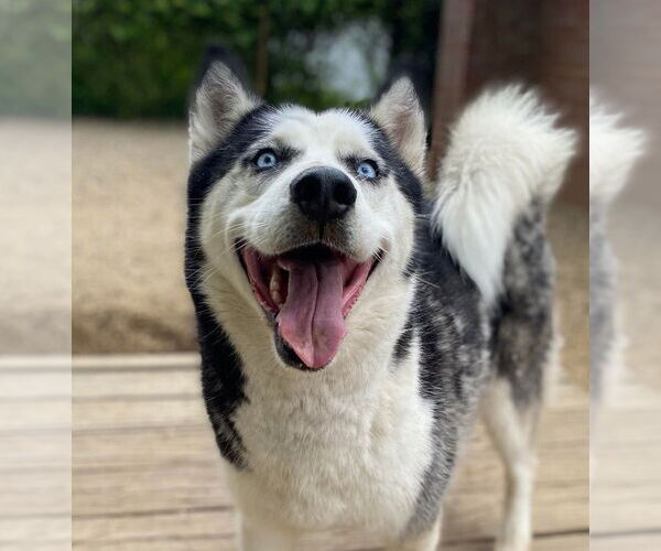 Medium Photo #1 Siberian Husky Puppy For Sale in Matawan, NJ, USA
