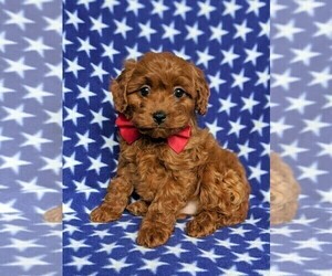 Cavapoo Puppy for sale in QUARRYVILLE, PA, USA