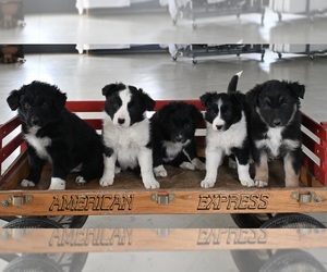 Border-Aussie Puppy for sale in MILLERSBURG, OH, USA