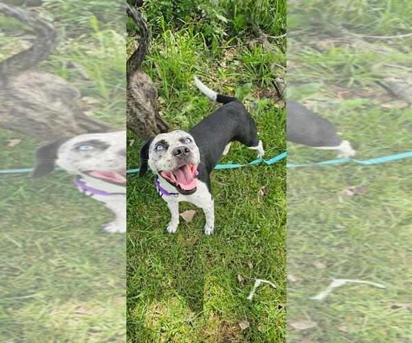 Medium Photo #4 Mutt Puppy For Sale in DuQuoin, IL, USA