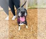 Small #1 Boxer Mix