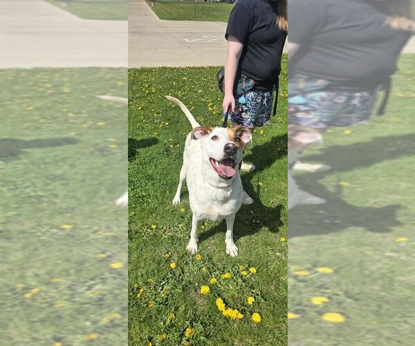 Medium Photo #3 Pointer-Unknown Mix Puppy For Sale in Oskaloosa, IA, USA