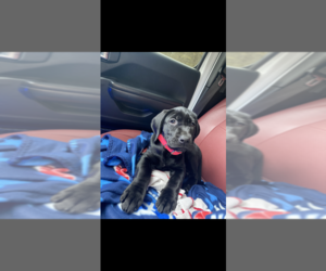 Labrador Retriever Puppy for sale in JACKSON, GA, USA