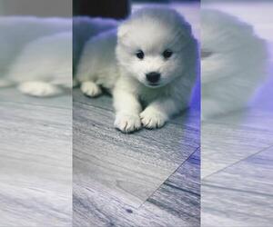 Samoyed Puppy for sale in BALTIMORE, MD, USA