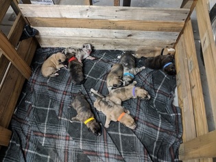 German Shepherd Dog-Wolf Hybrid Mix Puppy for sale in PRESCOTT, AZ, USA