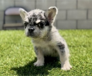 French Bulldog Puppy for sale in NEW YORK, NY, USA