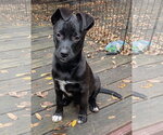 Small #2 Border-Aussie