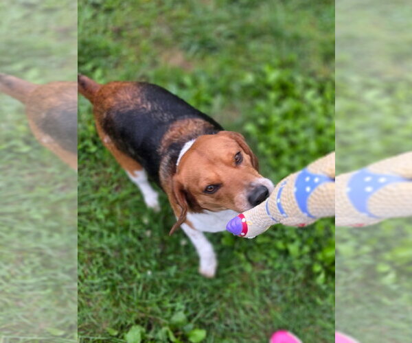 Medium Photo #2 Beagle Puppy For Sale in Brookville, OH, USA