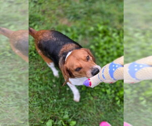 Turbo - Male Beagle Dog for Adoption - Photo #2