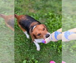 Small Photo #2 Beagle Puppy For Sale in Brookville, OH, USA