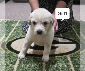 Great Pyrenees Puppy for Sale in JANESVILLE, Wisconsin USA