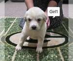 Small Great Pyrenees