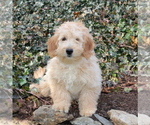 Small Photo #2 English Cream Golden Retriever-Poodle (Miniature) Mix Puppy For Sale in QUARRYVILLE, PA, USA