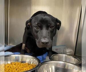 Labrador Retriever-Unknown Mix Dogs for adoption in San Antonio, TX, USA