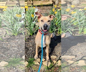 Kiya Lizman - Female Labrador Retriever-Unknown Mix Dog for Adoption - Photo #8