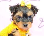 Small Photo #35 Yorkshire Terrier Puppy For Sale in LAS VEGAS, NV, USA