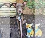 Small #2 American Pit Bull Terrier Mix