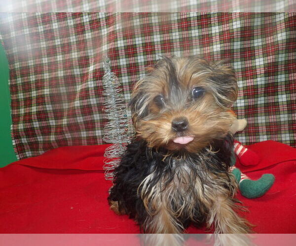 Medium Photo #4 Yorkshire Terrier Puppy For Sale in PATERSON, NJ, USA