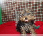 Small #3 Yorkshire Terrier