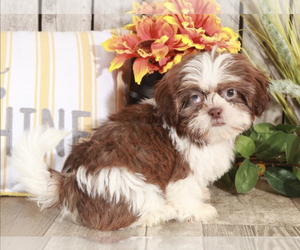 Shih Tzu Puppy for sale in MOUNT VERNON, OH, USA