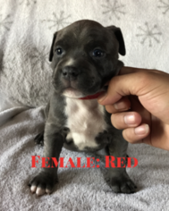 American Pit Bull Terrier Puppy for sale in WEST RICHLAND, WA, USA