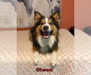 Australian Shepherd Dogs for adoption in Palatine/Kildeer/Buffalo grove, IL, USA