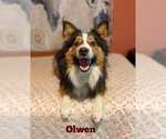 Small Australian Shepherd