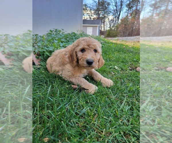 Medium Photo #5 Goldendoodle Puppy For Sale in RUTHERFORDTON, NC, USA