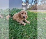 Small Photo #5 Goldendoodle Puppy For Sale in RUTHERFORDTON, NC, USA