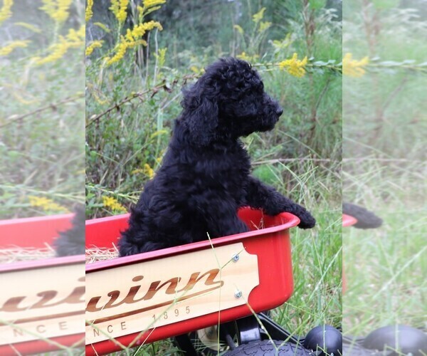 Medium Photo #18 Poodle (Standard) Puppy For Sale in LAKE CITY, FL, USA