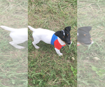 Small Photo #1 Jack Russell Terrier Puppy For Sale in PEABODY, KS, USA