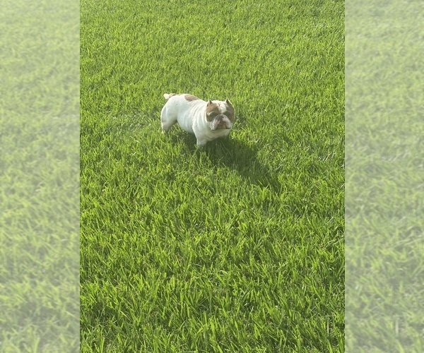 Medium Photo #1 American Bully Puppy For Sale in HOUSTON, TX, USA