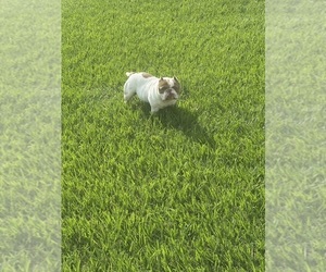American Bully Puppy for sale in HOUSTON, TX, USA