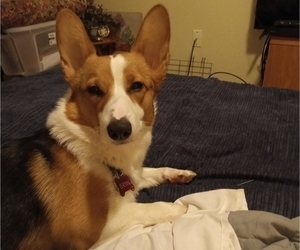 Mother of the Pembroke Welsh Corgi puppies born on 04/02/2025