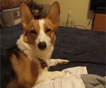 Small Photo #1 Pembroke Welsh Corgi Puppy For Sale in BEULAVILLE, NC, USA