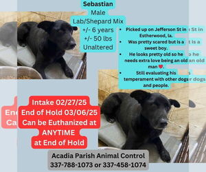 Mutt Dogs for adoption in New Orleans, LA, USA