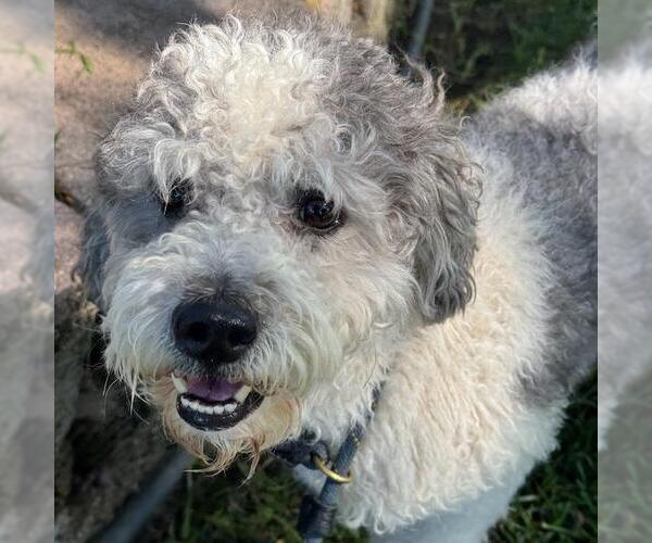 Medium Photo #2 Poodle (Miniature)-Unknown Mix Puppy For Sale in San Diego, CA, USA