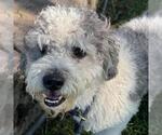 Small #1 Poodle (Miniature) Mix