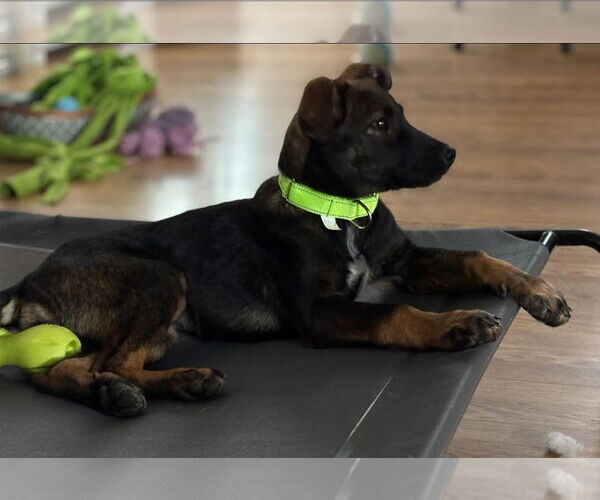 Medium Photo #6 Mutt Puppy For Sale in Alexander, AR, USA