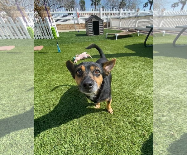 Medium Photo #4 Chihuahua-Unknown Mix Puppy For Sale in La Verne, CA, USA