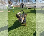 Small #3 Chihuahua Mix
