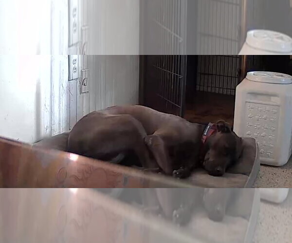 Medium Photo #3 Mutt Puppy For Sale in Miami, FL, USA