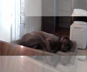 COURTESY POST: Amor - Female Mutt Dog for Adoption - Photo #3