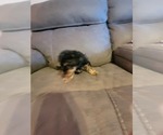 Small Photo #7 Yorkshire Terrier Puppy For Sale in NORTHGLENN, CO, USA