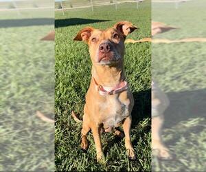 Catahoula Leopard Dog Dogs for adoption in Rosenberg, TX, USA